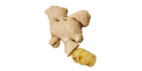 Therapy oil – Ginger Therapy oil - Ginger
