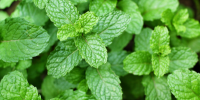 Therapy oil – Mint Therapy oil - Mint