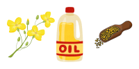 Therapy oil – Mustard oil Therapy oil - Mustard oil